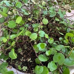 生活雑貨 家庭用品 ガーデニング