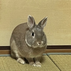 ウサギ、探しています❗️