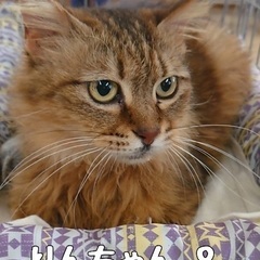 中毛のりんちゃん