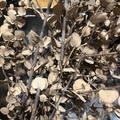 ユーカリドライフラワー0円の画像