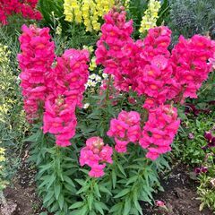 この紫ピンク？色の花の名前を教えてください