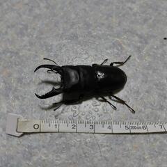 ①ヒラタクワガタ　♂　他県産ブリードの画像