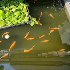 メダカ　皇帝楊貴妃　二色　三色　ブチ　ラメ他
