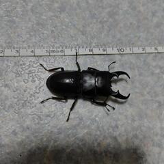 ②ヒラタクワガタ　♂　他県産ブリード　