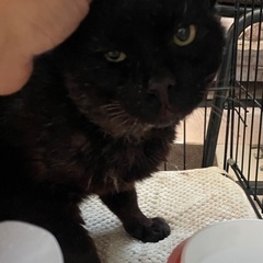 哀れな黒くん