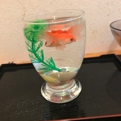 金魚3匹の画像
