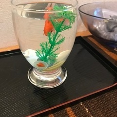 金魚3匹の画像