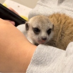 ミーアキャットベビー