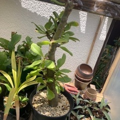 【夏季落葉中】チレコドン　パニクラツム　阿房宮　塊根植物　観葉植...