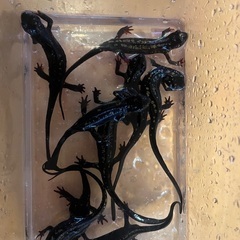 琉球シリケンイモリ