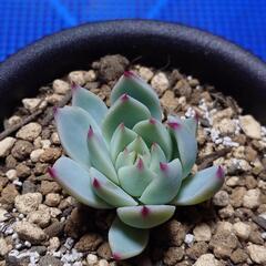 多肉植物「エケベリア」3種の画像