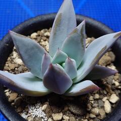 多肉植物「エケベリア」3種の画像