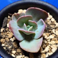 多肉植物「エケベリア」3種の画像