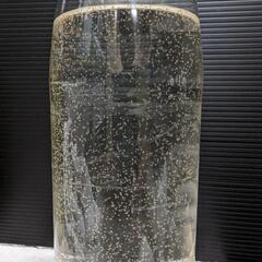 ミジンコ　(タイリクミジンコ)水槽の画像