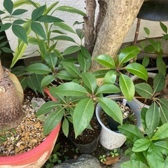 ツピタンサス　観葉植物