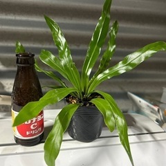 オオタニワタリ
