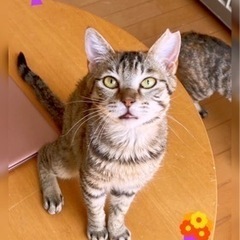 キジ柄のスミレちゃん♀5ヶ月人が好きな猫ちゃんです🥰