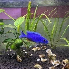 熱帯魚　イエローシクリッド、　ブルーアーリー、レッドジュエルシクリッド　、の画像