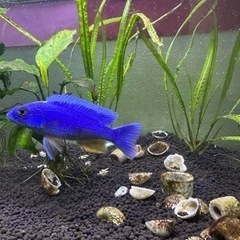 熱帯魚　イエローシクリッド、　ブルーアーリー、レッドジュエルシクリッド　、の画像