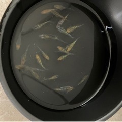 メダカ　ミックスメダカの画像