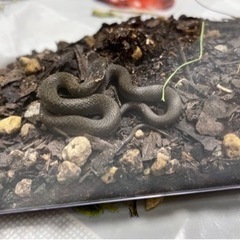 ヒバカリ成体1の画像