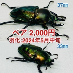 🉐9才ブリード品　ニジイロクワガタ ペア　新成虫 の画像