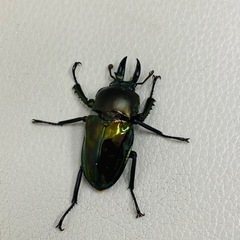🉐9才ブリード品　ニジイロクワガタ ペア　新成虫 の画像