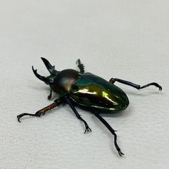 🉐9才ブリード品　ニジイロクワガタ ペア　新成虫 の画像