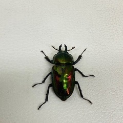 🉐9才ブリード品　ニジイロクワガタ ペア　新成虫 の画像