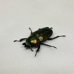 🉐9才ブリード品　ニジイロクワガタ ペア　新成虫 の画像