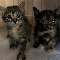 1ヶ月弱女の子(=^ェ^=)