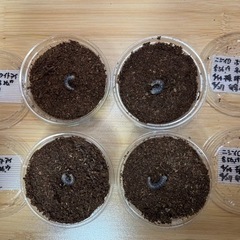 20%off🌈ニジイロクワガタホワイトアイ初令幼虫4頭⭐️おまけ...