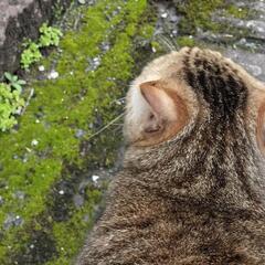 元々飼い猫だと思われる猫ちゃん