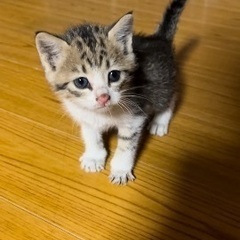 キジシロさんの里親募集中