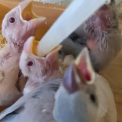 シナモン、ダークシルバー文鳥