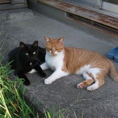 猫ケージ（２～３段）
