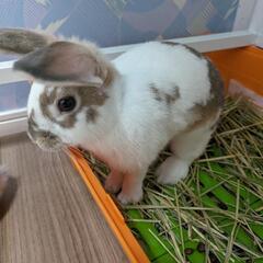 親子うさぎ2匹（室内飼いできる方）