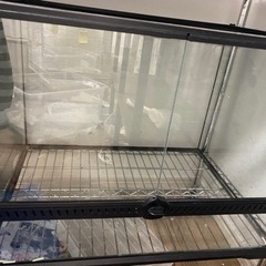 レインフォレストタンクL
