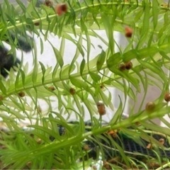 アナカリス10本③の画像