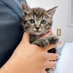 タレ目がかわいいキジトラくん - 猫