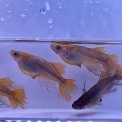 メダカ　竜章鳳姿卵の画像