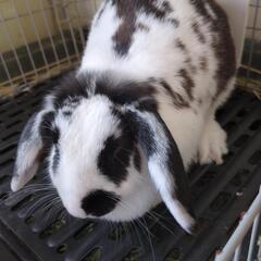 たすけてください!ロップイヤーです。。
