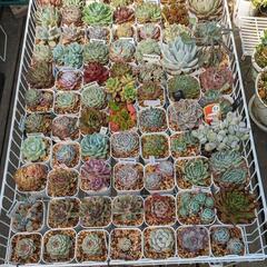 多肉植物が好きな人居ませんか？