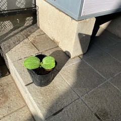 苗、もらってください。バターナッツ、九重栗かぼちゃの画像