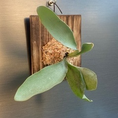 ビカクシダ  コウモリラン　厳選品　板付　水苔栽培