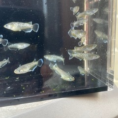 フロマージュ1ペア２０００円