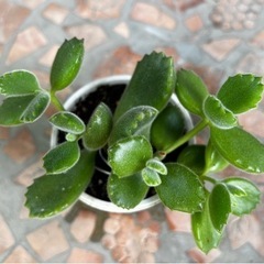 ガーデニング　多肉植物（熊童子）