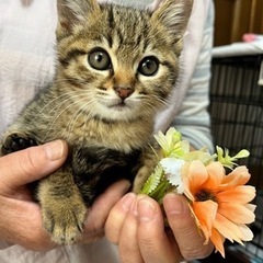 『譲渡先決定』　避妊済　元気な女の子の子猫　