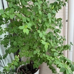 生活雑貨 家庭用品 ガーデニング