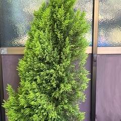 ガーデニング　植木　庭木　コニファー　ゴールドクレストの画像